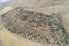 عکس‌های جنگل