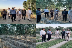 ۵۰۰هزار نهال در نهالستان گرمسیری دهلران بذکاری و گلدانگیری شده است