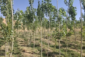 بازدید از طرح زراعت چوب در روستای نادرآبادر منطقه شوهان
