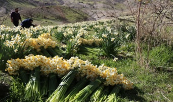 برداشت گل نرگس در دره‌شهر با رویکرد صیانت از منابع طبیعی