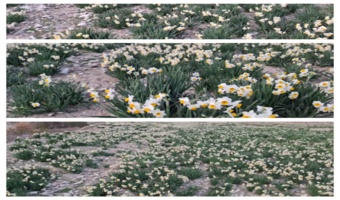 برداشت گل نرگس در شهرستان ملکشاهی آغاز شد