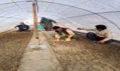 شروع عملیات گلدان گیری گل محمدی، در اولین  نهالستان تخصصی گل محمدی در استان ایلام