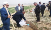 ۴۴ کیلومتر از راه های روستای بانرحمان نهالکاری شد
