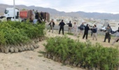 6500 اصله  نهال مثمر در بین مددجویان کمیته امداد استان ایلام در راستای طرح مردمی کاشت یک میلیارد درخت توزیع شد
