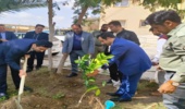 مراسم نهالکاری در محوطه دادگستری شهرستان مهران