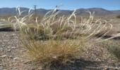 «چمن ریشدار استپی» (اسپرس مویی) با نام علمی Stipa barbata