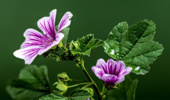 پنیرک با نام علمی Malva sylvestris