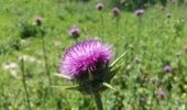 خار مریم با نام علمی Silybum marianum