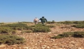 پایش میدانی جنگل‌های کوه" قلاجه" در شهرستان چرداول به منظور جلوگیری از برداشت غیر مجاز شیره سقز