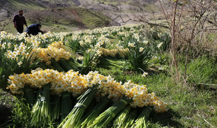 برداشت گل نرگس در دره‌شهر با رویکرد صیانت از منابع طبیعی
