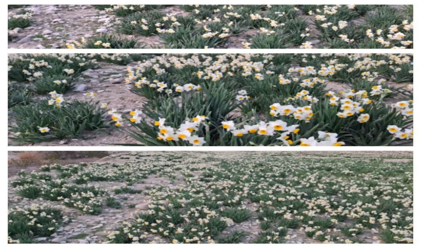 برداشت گل نرگس در شهرستان ملکشاهی آغاز شد