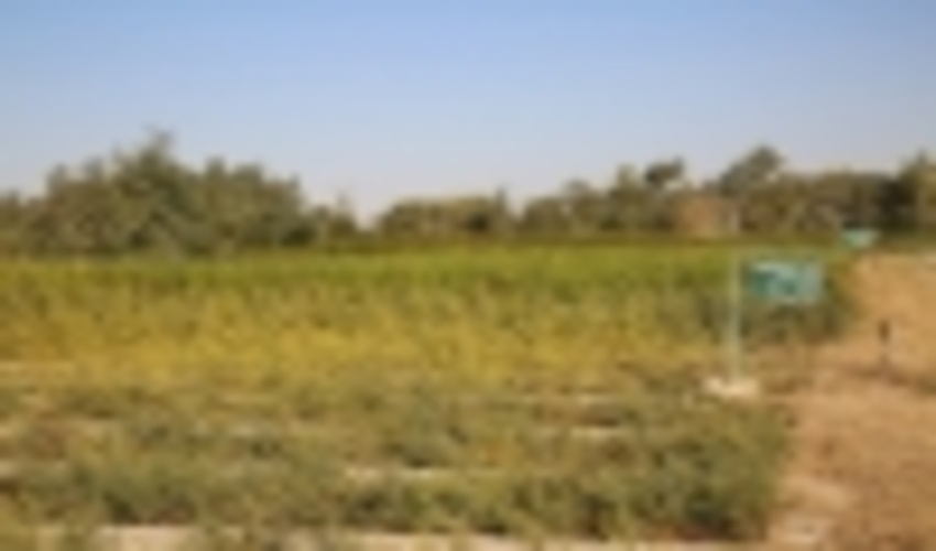 سالانه ۶ میلیون اصله نهال در استان ایلام تولید می شود