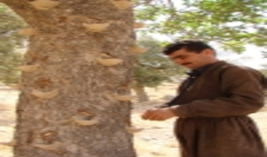 پایان برداشت سقز درجنگلهای شهرستان ایوان