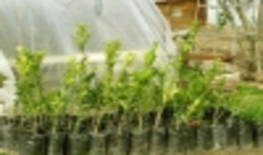 مدیر کل منابع طبیعی ایلام:  ۶۵ گونه نهال در نهالستان های ایلام تولید می شود