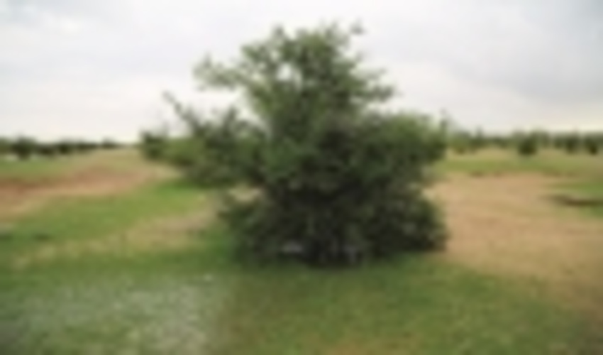 منابع طبیعی، سرمایه ملی