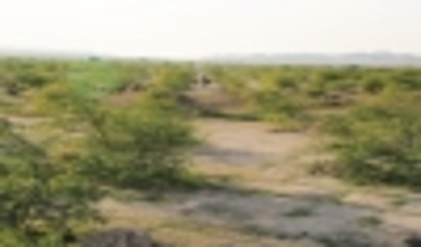 پروژه های منابع طبیعی مهران را به قطب مستعد دامپروری تبدیل کرده است.