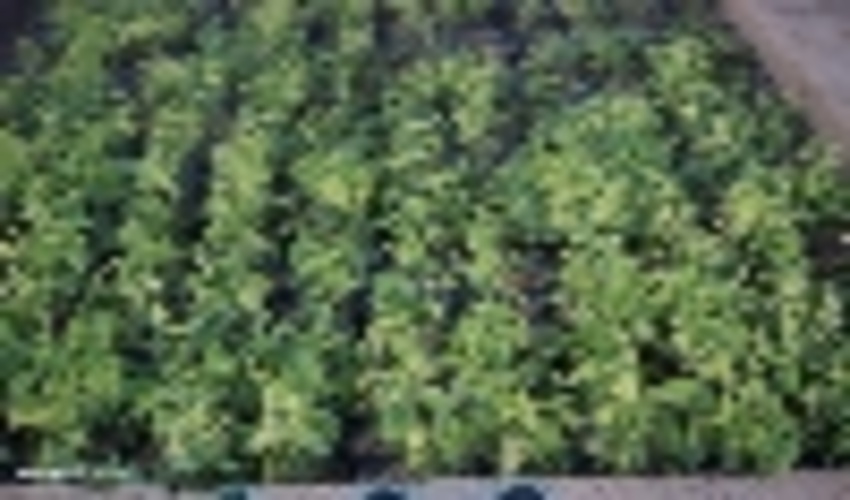 ظرفیت تولید ۳۰۰ هزار اصله نهال در نهالستان چرداول