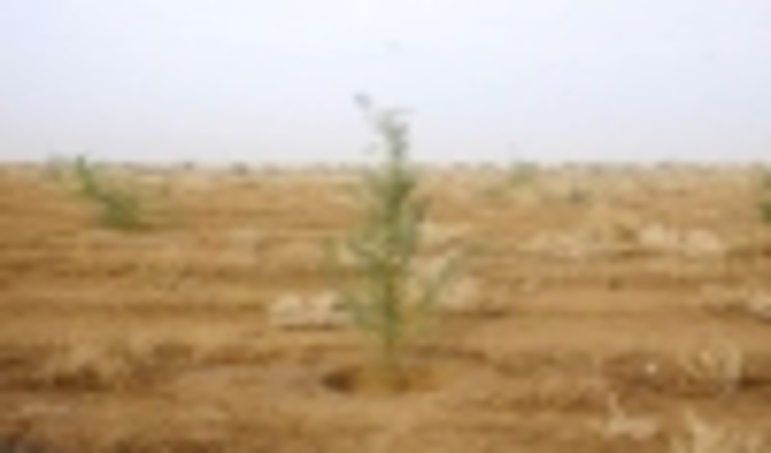 معاون دفتر امور بیابانهای سازمان جنگلها و مراتع: ۳۲ میلیون هکتار بیابان در کشور وجود دارد