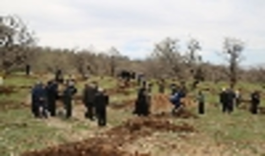 کاشت سه هزار اصله نهال گل محمدی به یاد شهدا در محل پارک جنگلی چغاسبز