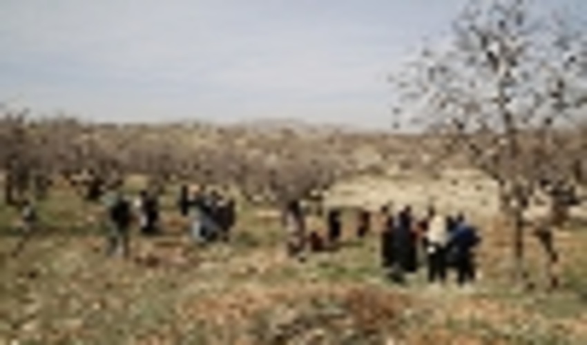 مددجویان ایلامی 10 هزار اصله نهال مثمر غرس می کنند.