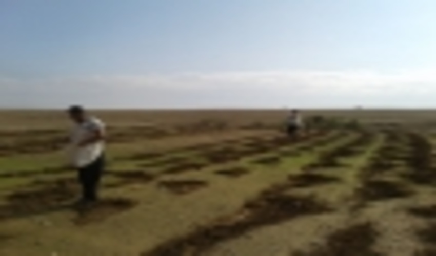 شروع عملیات جنگل کاری در شهرستان سیروان