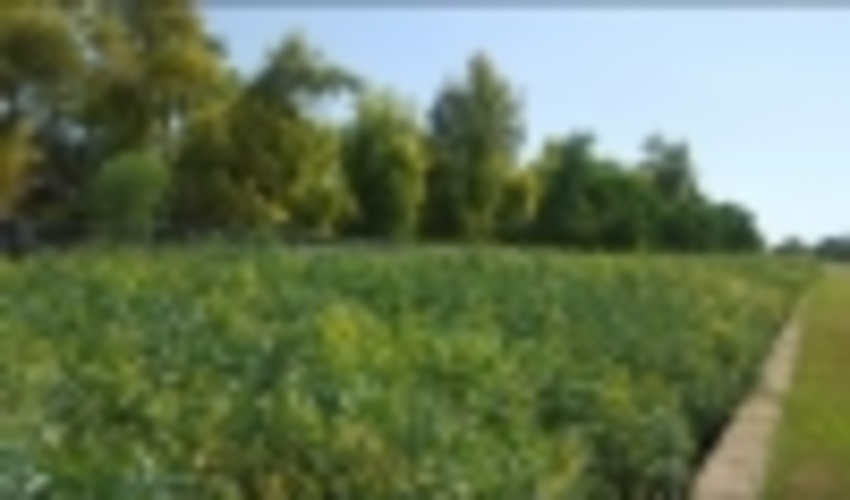  فاز دوم  تولید نهال اکالیپتوس در نهالستان گرمسیری محسن آب