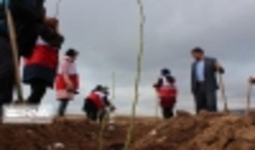 200 هکتار از عرصه های طبیعی دهلران نهالکاری می شود.