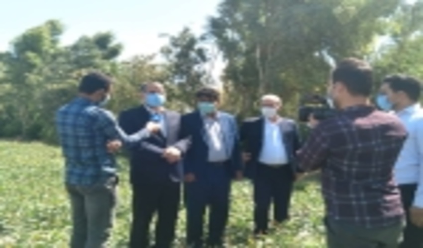 جنگل‌کاری در مهران نمونه جذابی از نهال کاری در مناطق کویری است