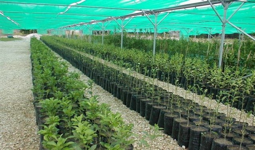 سالانه حدود ۵ میلیون اصله نهال در نهالستان مادر تخصصی ایوان تولید می‌شود. 