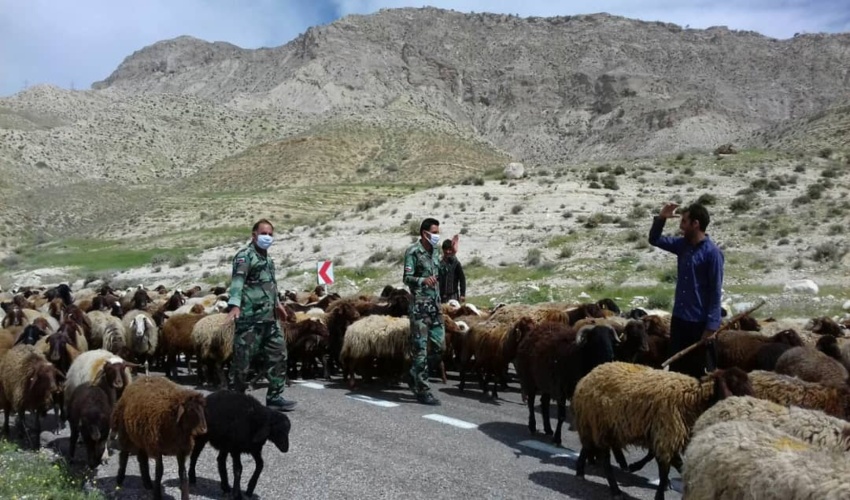 چرای دام در مراتع مدیریت می شود