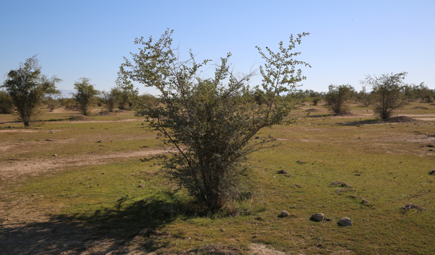 حفاظت از منابع طبیعی تجدید شونده باید در سرلوحه کار یگان حفاظت قرار گیرد 