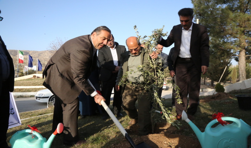 کاشت سه اصله نهال زیتون به یاد سه هزار شهید استان توسط استاندار ایلام