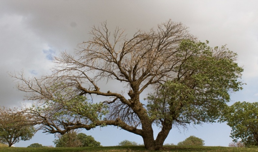 آغاز مبارزه با لورانتوس در جنگل های بلوط ایلام