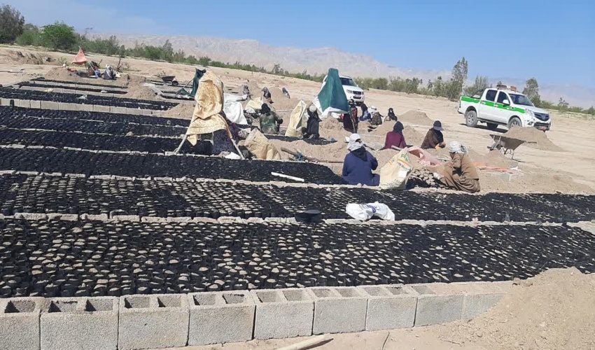 بازدید مدیرکل منابع طبیعی وآبخیزداری استان ایلام از نهالستان بیابانی تازه تأسیس رضا آباد مهران 