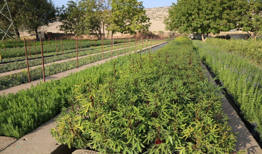 شش میلیون و سیصد هزار اصله نهال در ایلام تولید شد