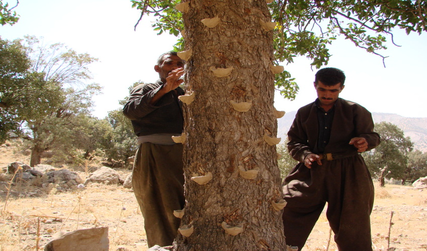  122 تعاونی فعال در زمینه بهره برداری از منابع طبیعی در استان ایلام مشارکت دارند.