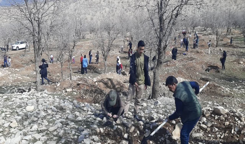 ۶ میلیون و ۳۸۰ هزار اصله نهال در ایلام تولید شد