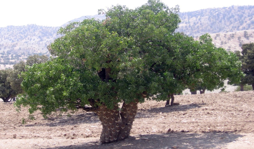 مدیرکل منابع طبیعی استان ایلام: ۵۰ تن سقز کوهی در استان ایلام برداشت شد