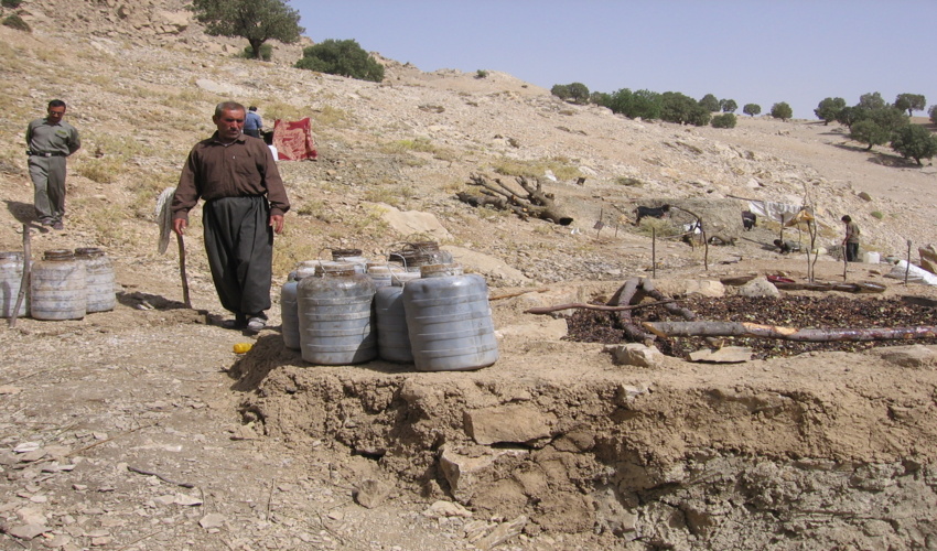 فعالیت 55تعاونی در زمینه استحصال شیره سقز در استان