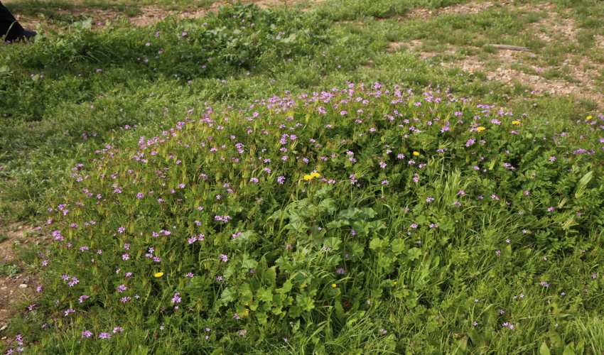 اداره کل منابع طبیعی و آبخیزداری استان موفق به کسب مقام اول کشوری در زمینه اجرای طرح های مرتعداری شد.