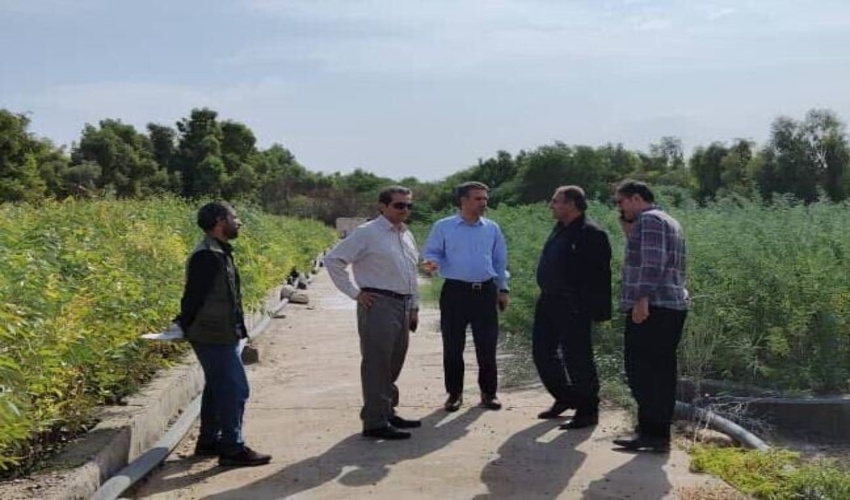 ۱۲ نهالستان فعال در استان ایلام وجود دارد