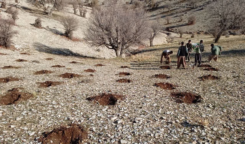 فعالیت های احیایی توسط مجریان بهره برداری سقز 