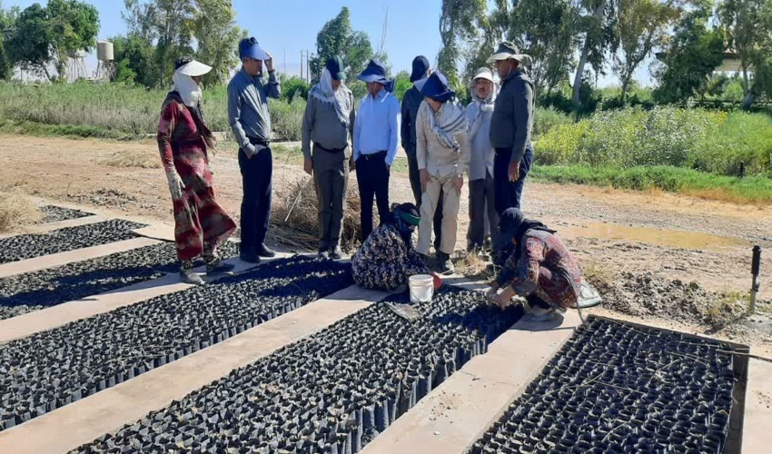 بازدید معاون امور جنگل سازمان منابع طبیعی و آبخیزداری کشور از جنگلکاری های سنواتی و نهالستان های استان 