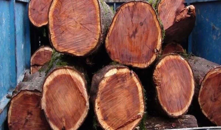 دود ۴ هزار کیلوگرم چوب در چشم قاچاقی  هیزم