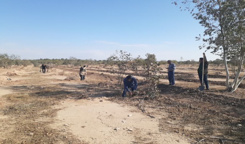 300اصله نهال در پارک شهید باهنر دهلران غرس شد