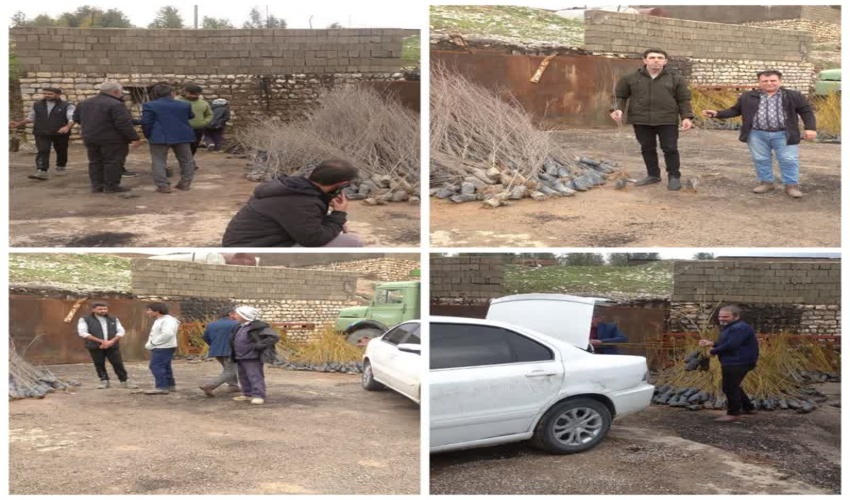 توزیع ۳۵۰۰ اصله  نهال سردسیری شهرستان آبدانان