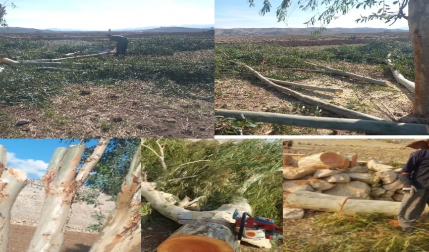 بهربرداری ۶۵۰تن چوب در سال ۱۴۰۴ تاکنون در شهرستان آبدانان