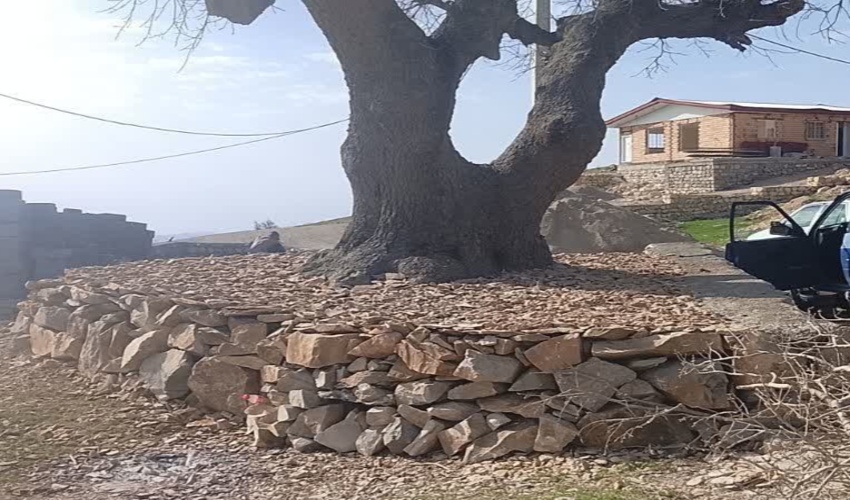 اقدام شایسته مرد روستایی در حفاظت از درختان در شهرستان چوار